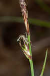 Blue Ridge sedge